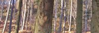 forest-tree-trunks-vertical-aligned-to-each-other