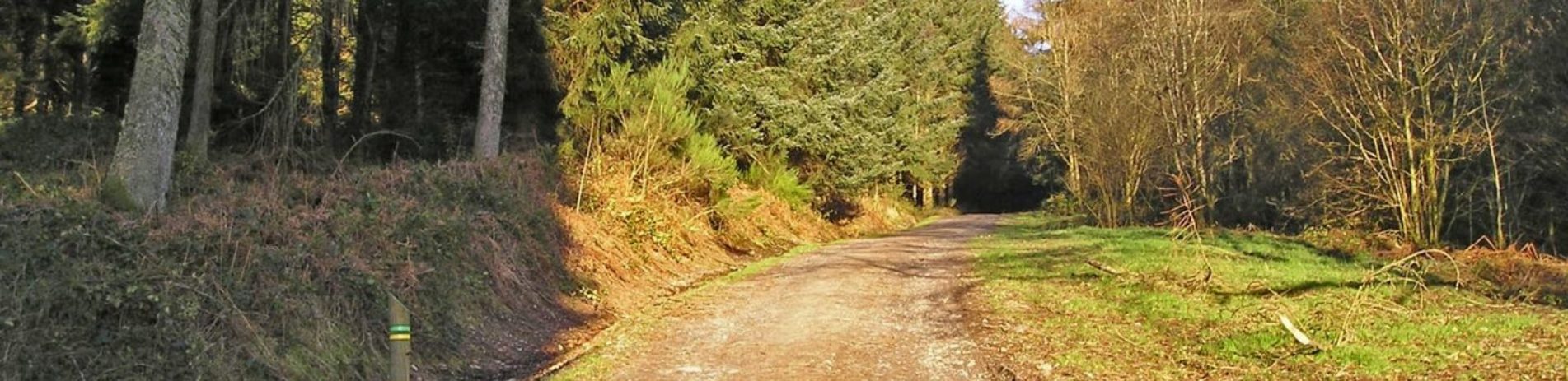 forest-track-in-sunshine-with-fir-trees-visible-in-the-background