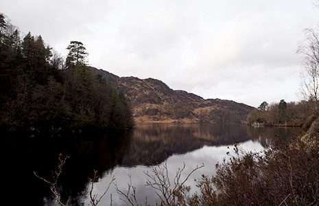 forest-around-still-area-water