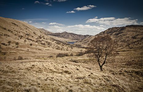 view-glen-finlas-lone-tree-in-foreground