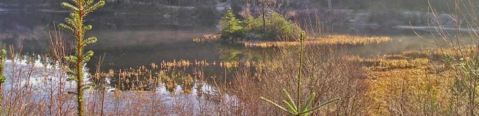 lochan-spling-in-sunshine-with-fir-trees-visible-in-the-distance-on-small-islet