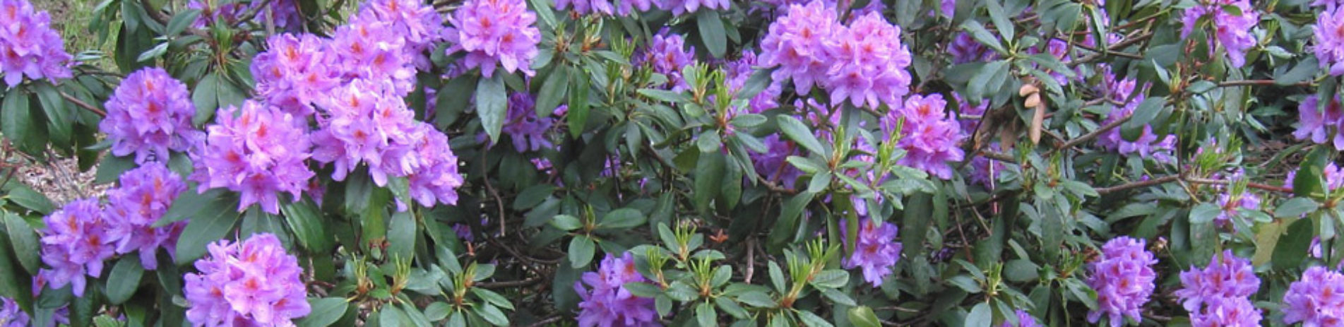 rhododendron-pink-flowers