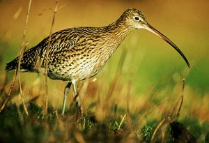 CURLEW1_small