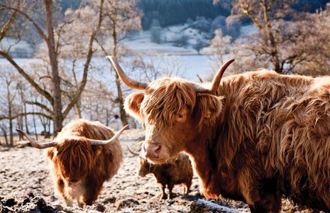 highland-cattle