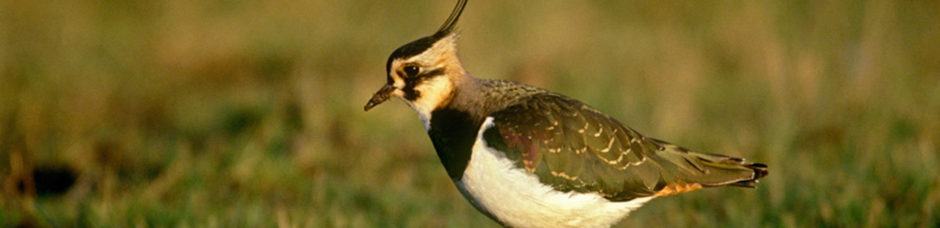 adult-lapwing-feeding-in-meadow