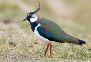 Lapwing._©Lorne Gill_For information on reproduction rights contact the Scottish Natural Heritage Image Library on Tel. 01738 444177 or www.snh.org.uk