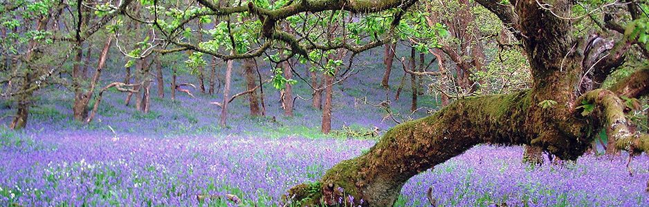 bluebells-and-trees