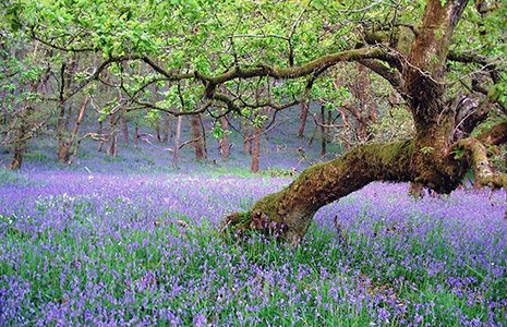 bluebells-and-trees