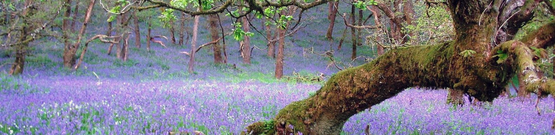 bluebells-and-trees