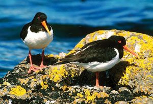 OYSTERCATCHER1_small