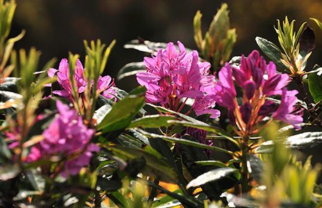 rhododendron-pink-flowers