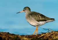 redshank-bird