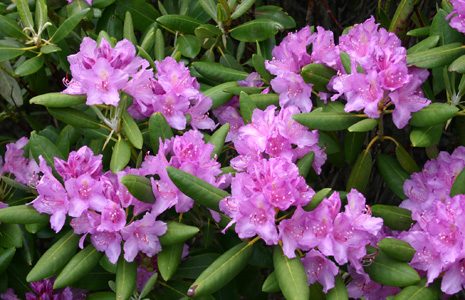 rhododendron-pink-flowers