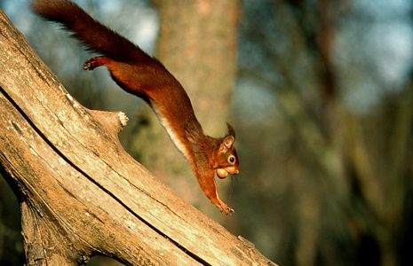 red-squirrel-running-down-tree