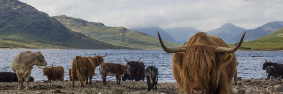 highland-cattle-on-beach-loch-and-mountain-background