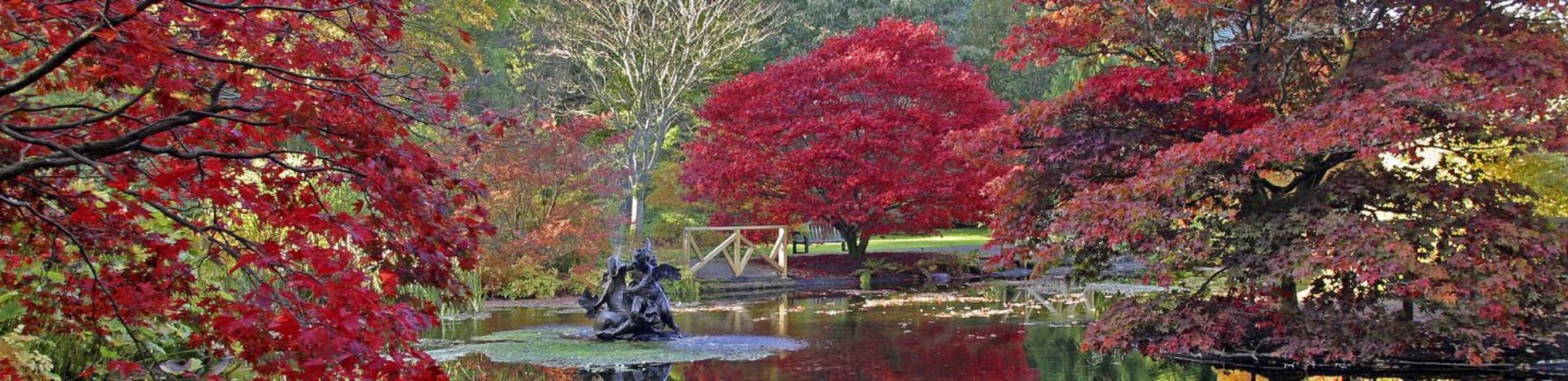 benmore-botanic-gardens-pond-surrounded-by-fiery-red-acer-trees-in-autumn-season