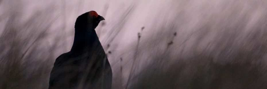 black-grouse-in-long-grass