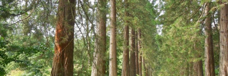 benmore-botanic-gardens-avenue-of-sequoia-trees