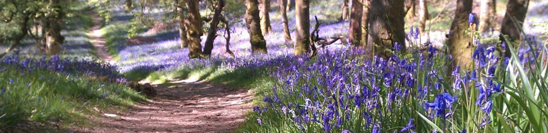 stunning-forest-floor-covered-by-bluebells-on-inchcailloch-island-on-loch-lomond