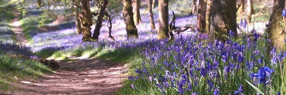 stunning-forest-floor-covered-by-bluebells-on-inchcailloch-island-on-loch-lomond