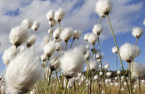 close-up-image-of-cotton-grass-with-blue-sky