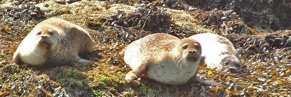 three-seals-resting-on-seweed-shore-two-have-raised-head-and-look-at-camera