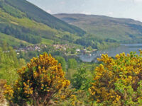 view-over-lochearnead-village-and-loch-earn-with-gorse-yellow-flowers-in-the-foreground