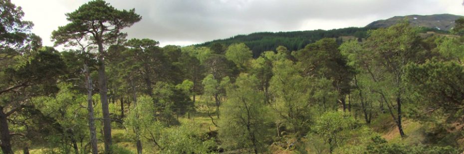 scots-pine-forest