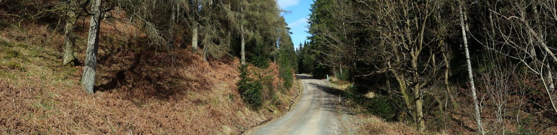 callander-crags-forest-track