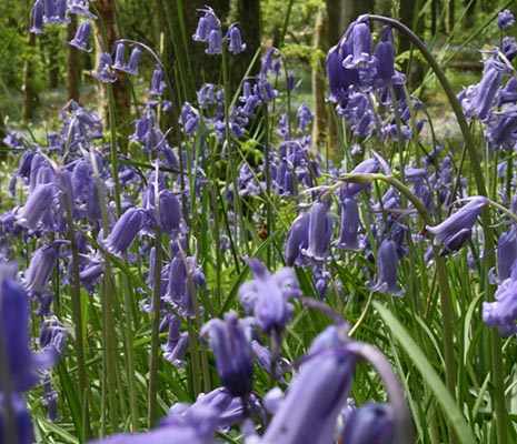 close-up-view-of-beautiful-bluebells-on-inchcailloch-island