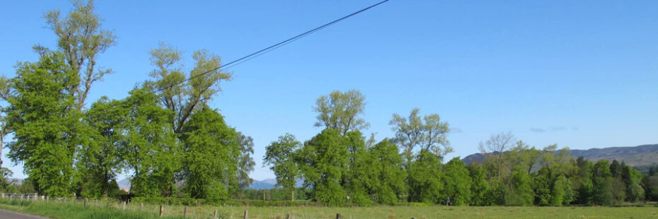 kilmaronock-avenue-of-large-trees-on-field-against-sunny-blue-skies