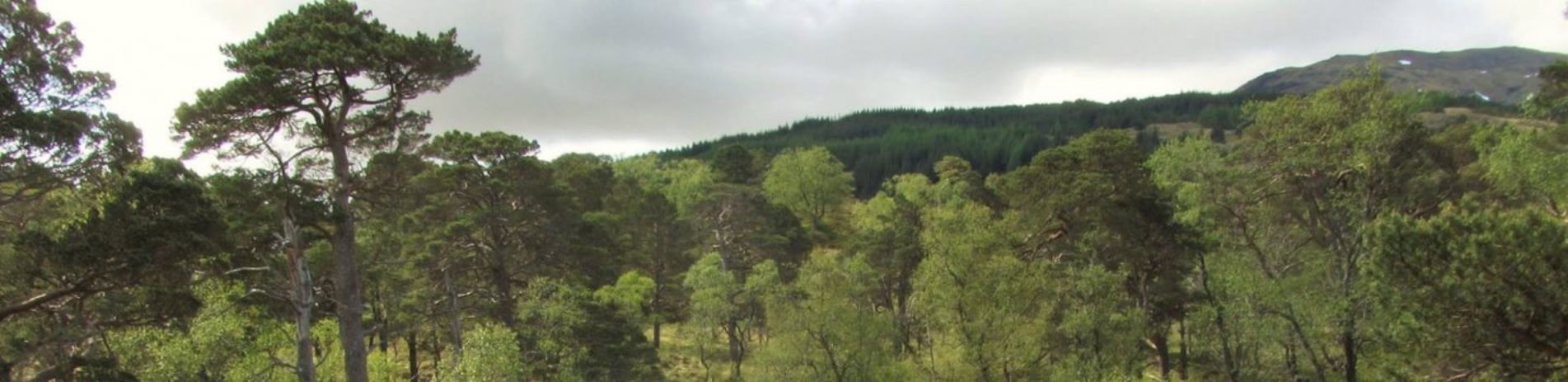 remnants-of-caledonian-pine-forest-near-tyndrum