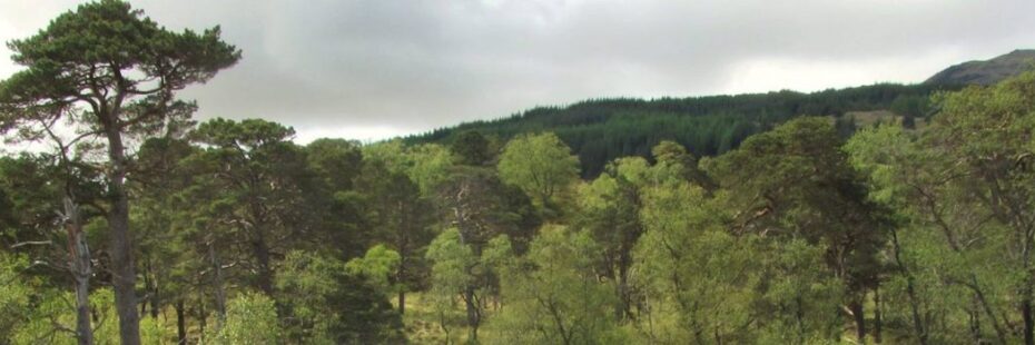 remnants-of-caledonian-pine-forest-near-tyndrum