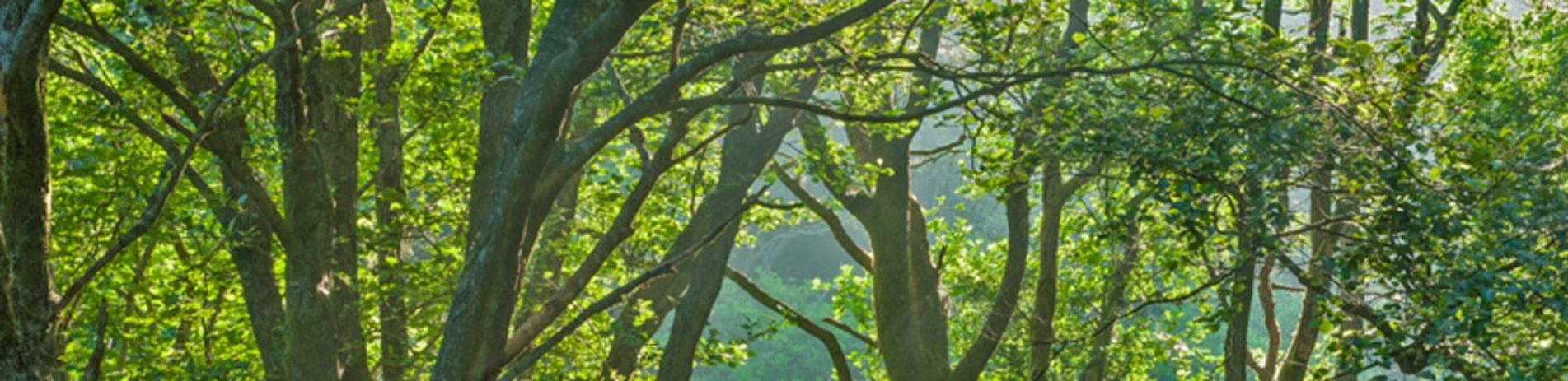 alders-forest-below-lendrick-hill-in-glen-finglas