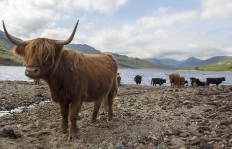 highland-cows-on-pebbly-beach-at-loch-arklet-arrochar-alps-seen-in-the-very-distance
