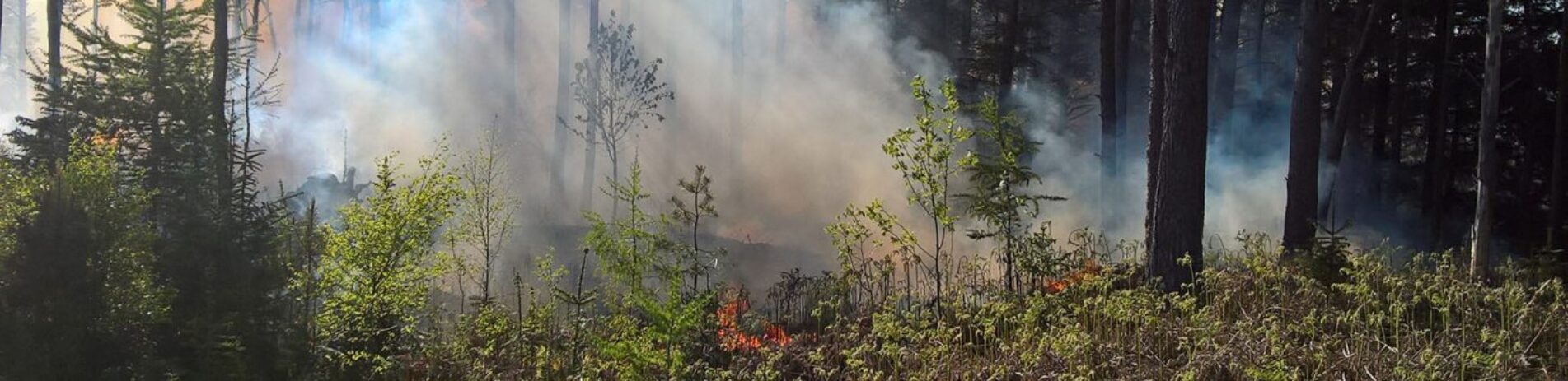 forest-on-fire-smoke-and-flames-in-distance