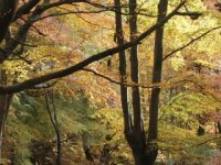 callander-beechwood-stunning-autumn-colours