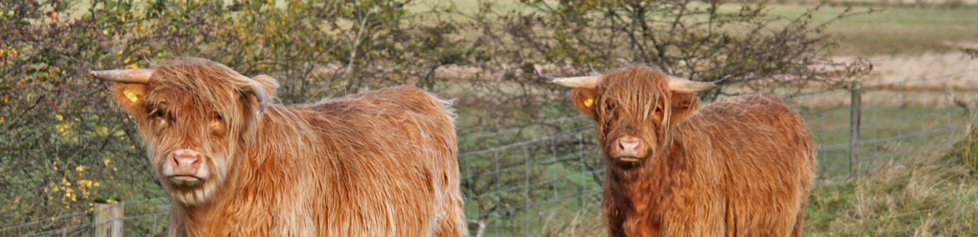 highland-cows-at-leskine-farm-near-killin
