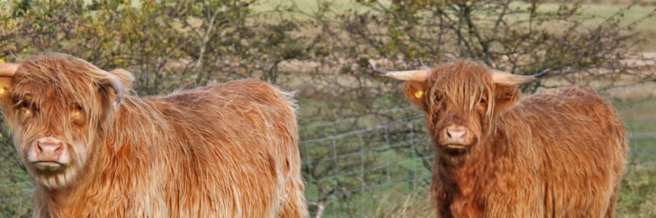 highland-cows-at-leskine-farm-near-killin