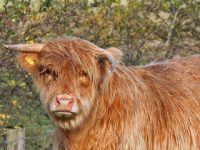 highland-cow-at-leskine-farm-near-killin