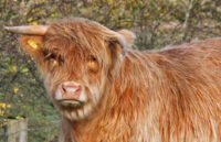 highland-cow-at-leskine-farm-near-killin