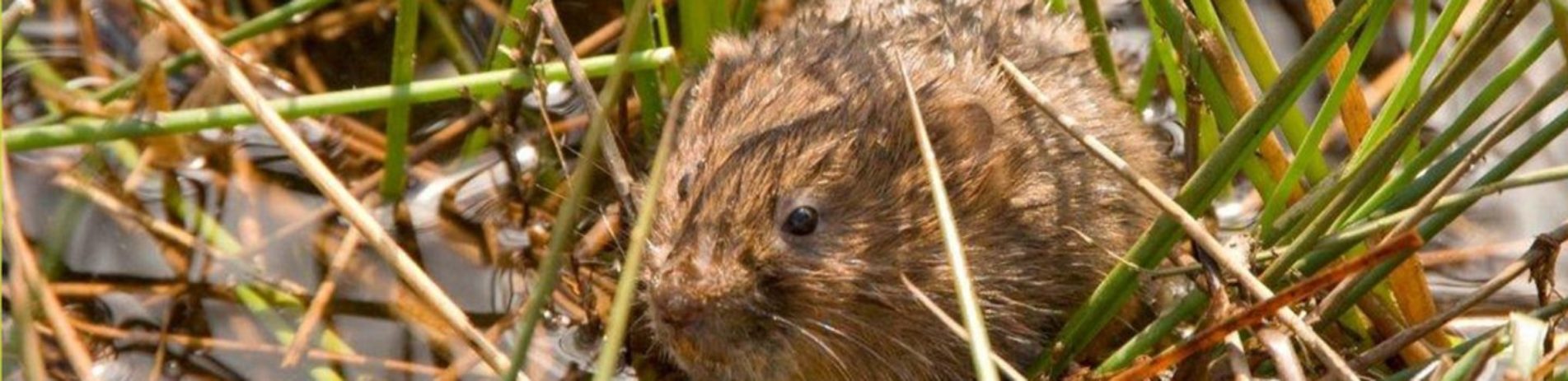 brown-vole-with-beady-bright-eyes-sitting-in-grass