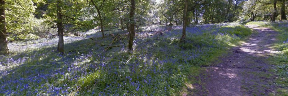 inchcailloch-island-on-loch-lomond-forest-floor-covered-by-thousands-of-bluebells