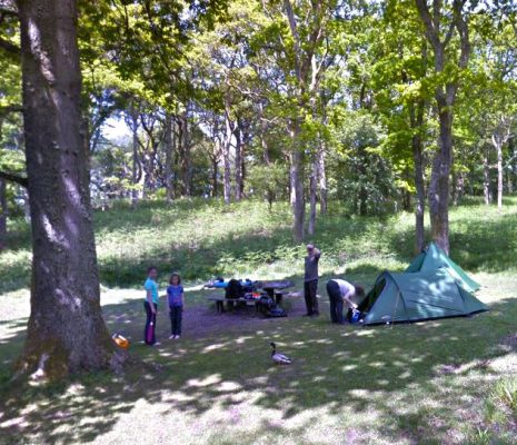 family-pitching-tents-in-inchcailloch-campsite-with-forest-behind