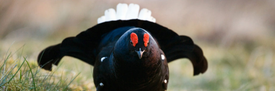 close-up-of-black-grouse-opening-its-wings