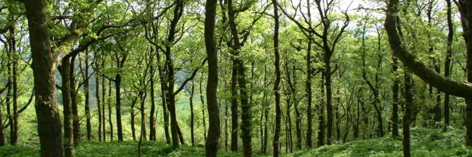 lush-green-oak-forest-near-aberfoyle