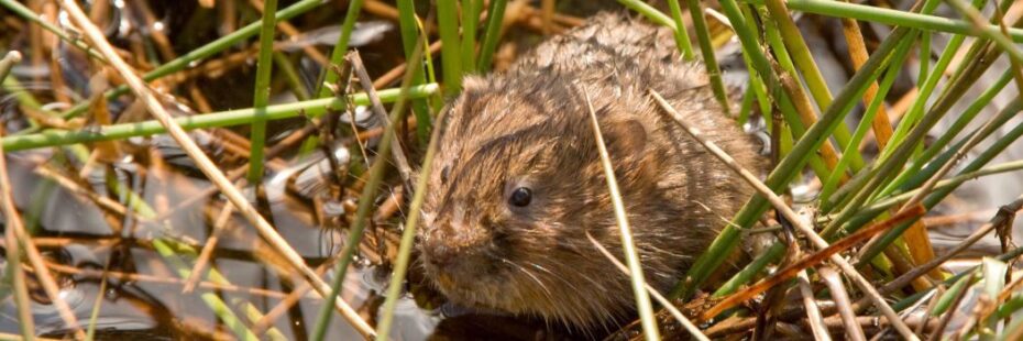 close-up-of-water-vole-in-waterlogged-terrain
