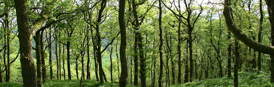 green-lush-oak-forest-near-aberfoyle