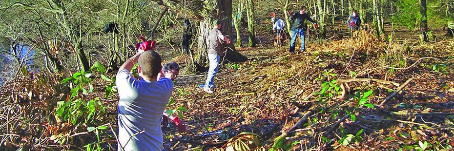 volunteers-clearing-rhododendron-in-forest