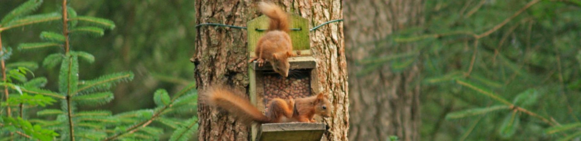 two-playful-red-squirrels-on-feeding-box-on-tree-trunk-with-forest-background